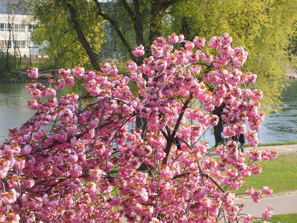 pink cherry blossom tree preview