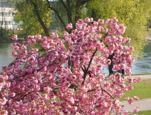 pink cherry blossom tree thumbnail