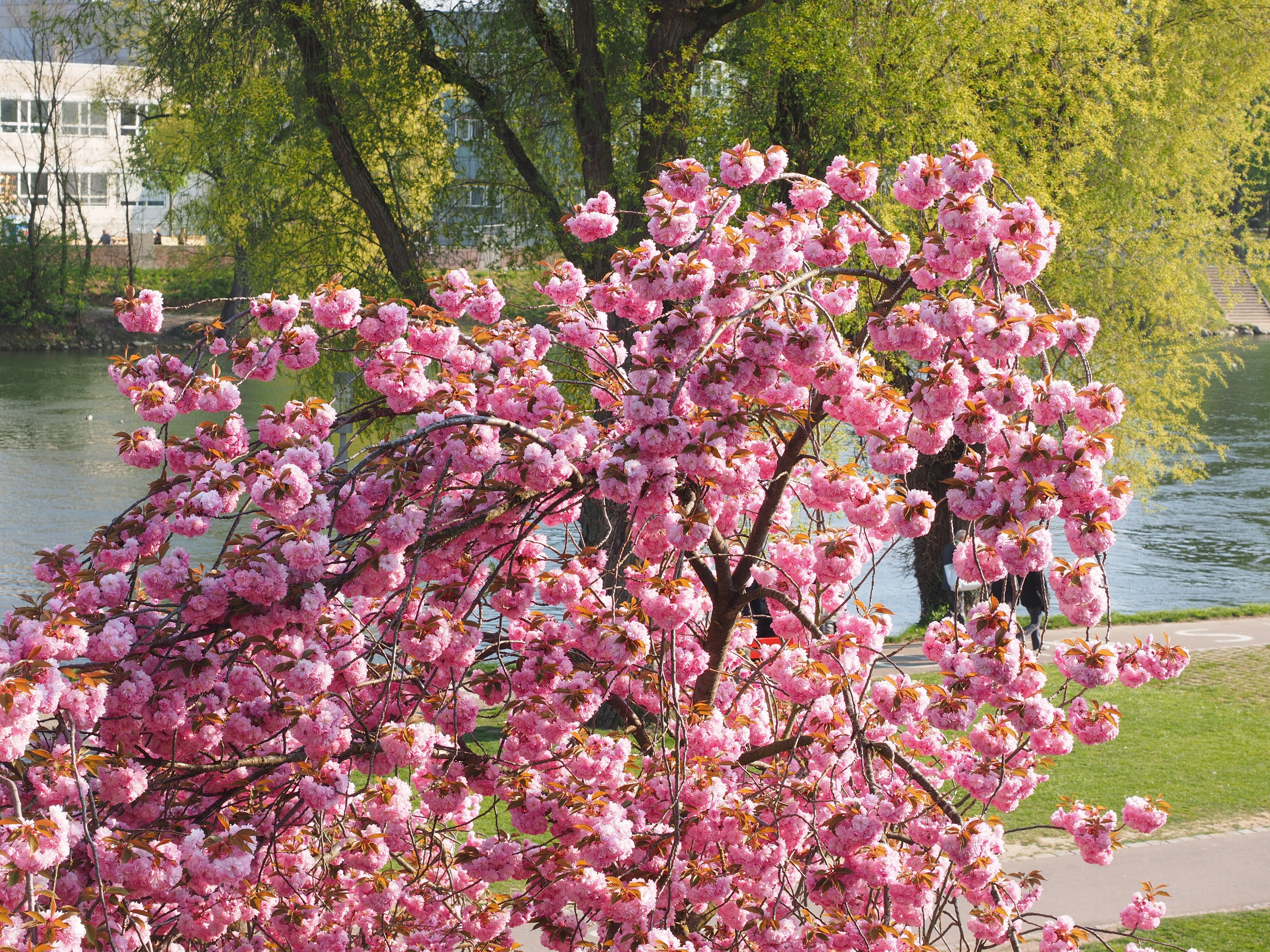 pink cherry blossom tree