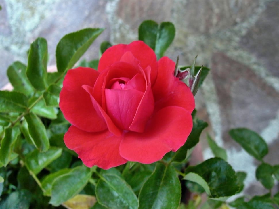 Rosa, Rossa, Flower, flower, plant preview