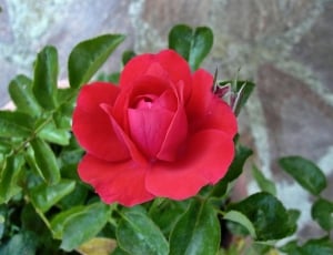 Rosa, Rossa, Flower, flower, plant thumbnail