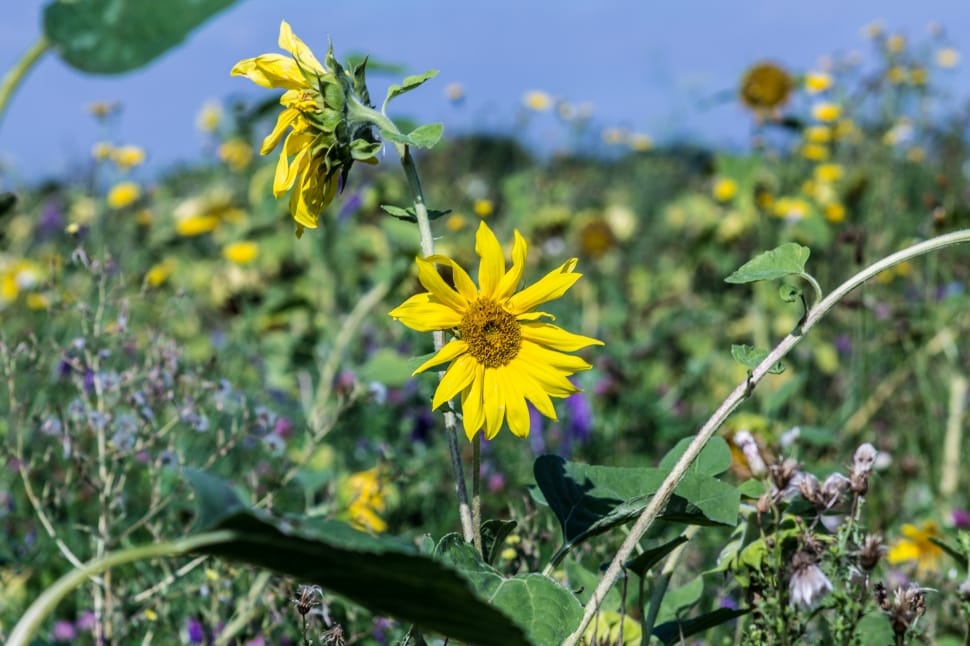 Sun Flower, Field, Nature, Flower Meadow, flower, yellow preview