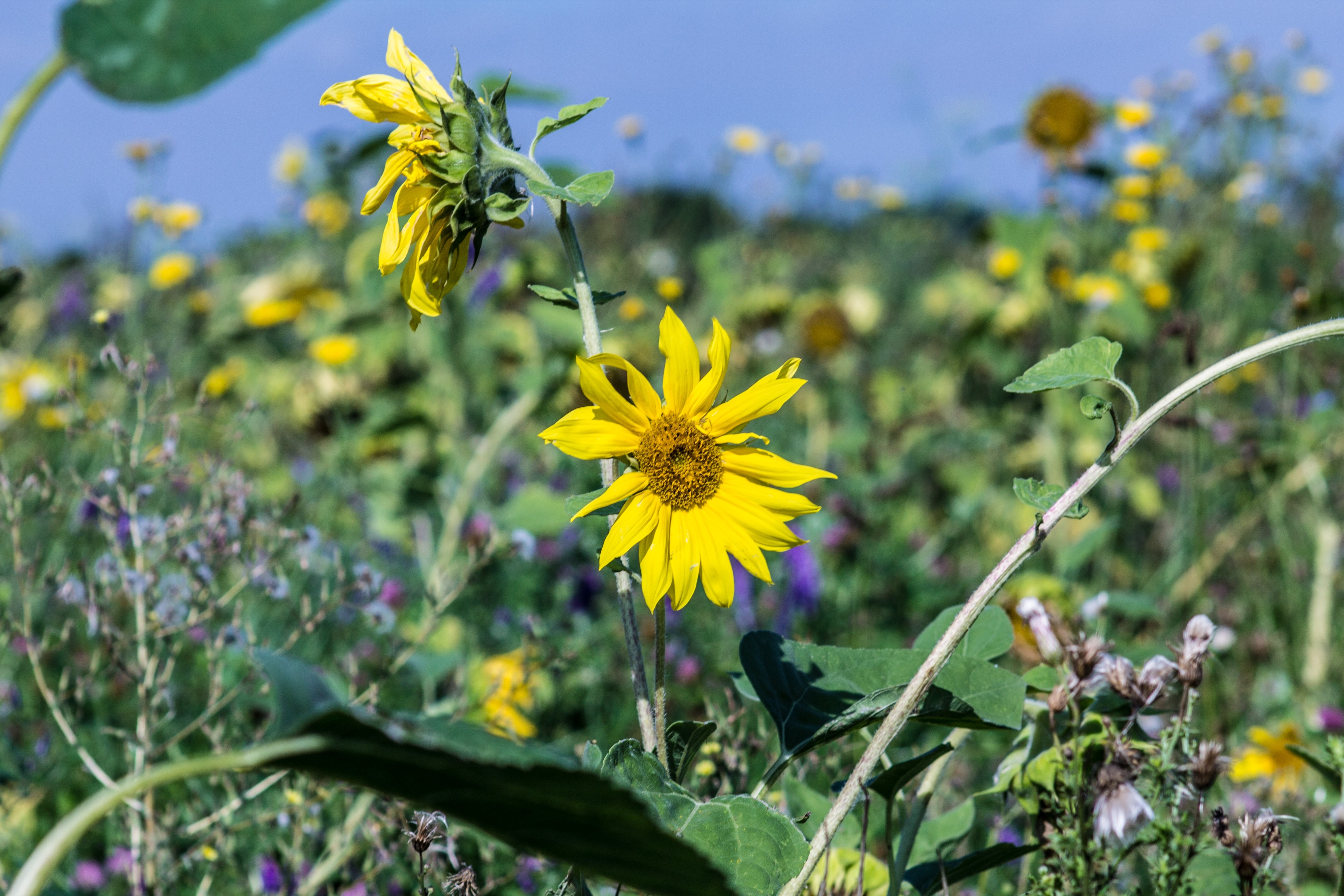 Sun Flower, Field, Nature, Flower Meadow, flower, yellow