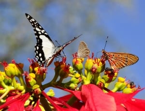 3 butterflies thumbnail