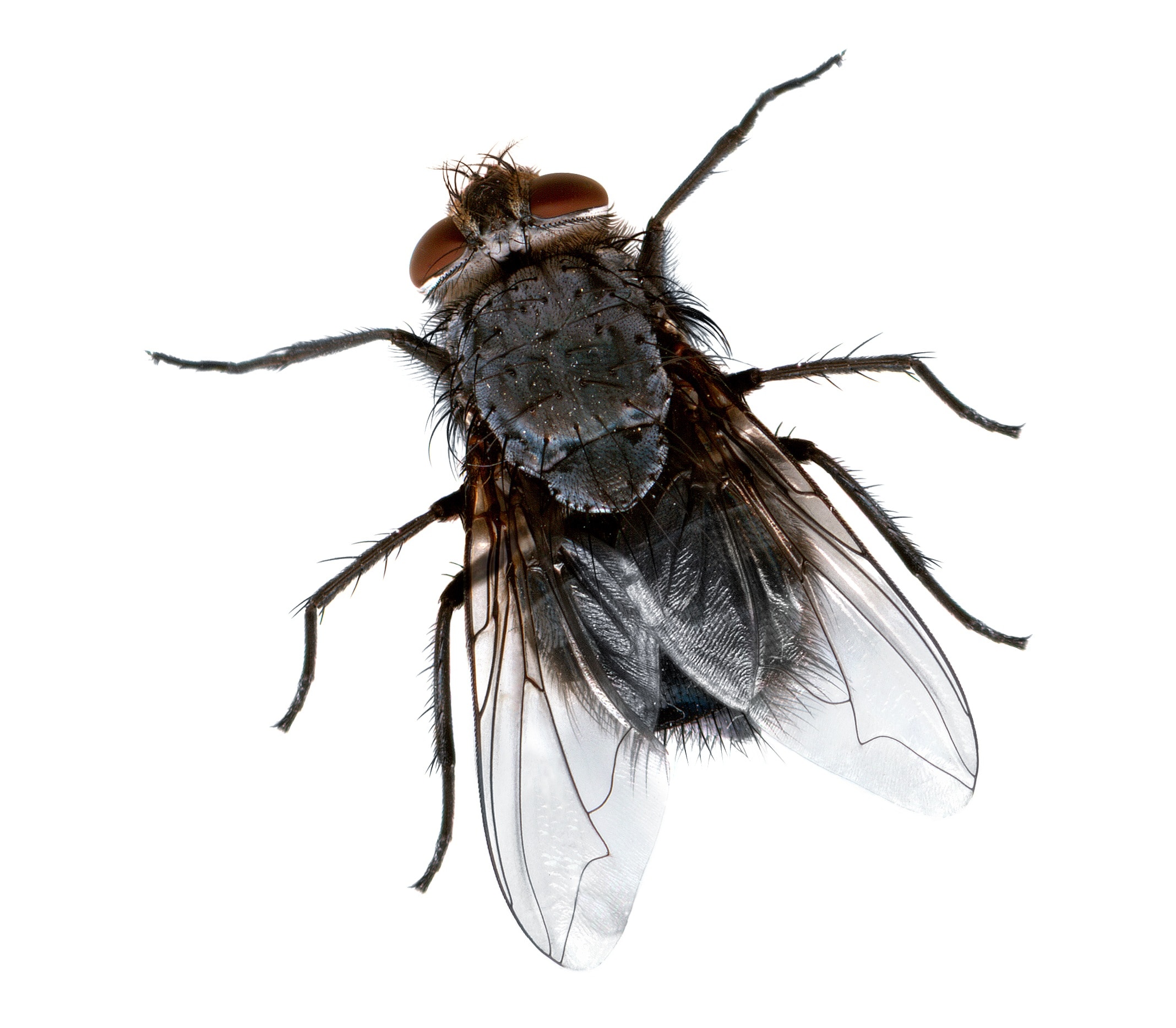 Common house fly
