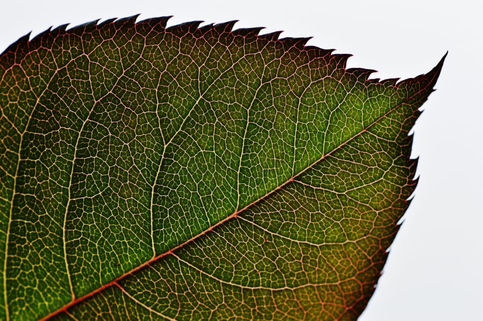 green and brown tree leaf preview