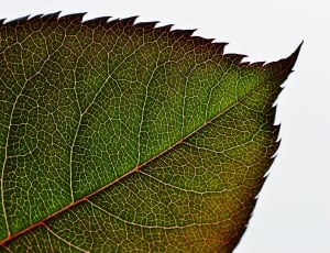 green and brown tree leaf thumbnail