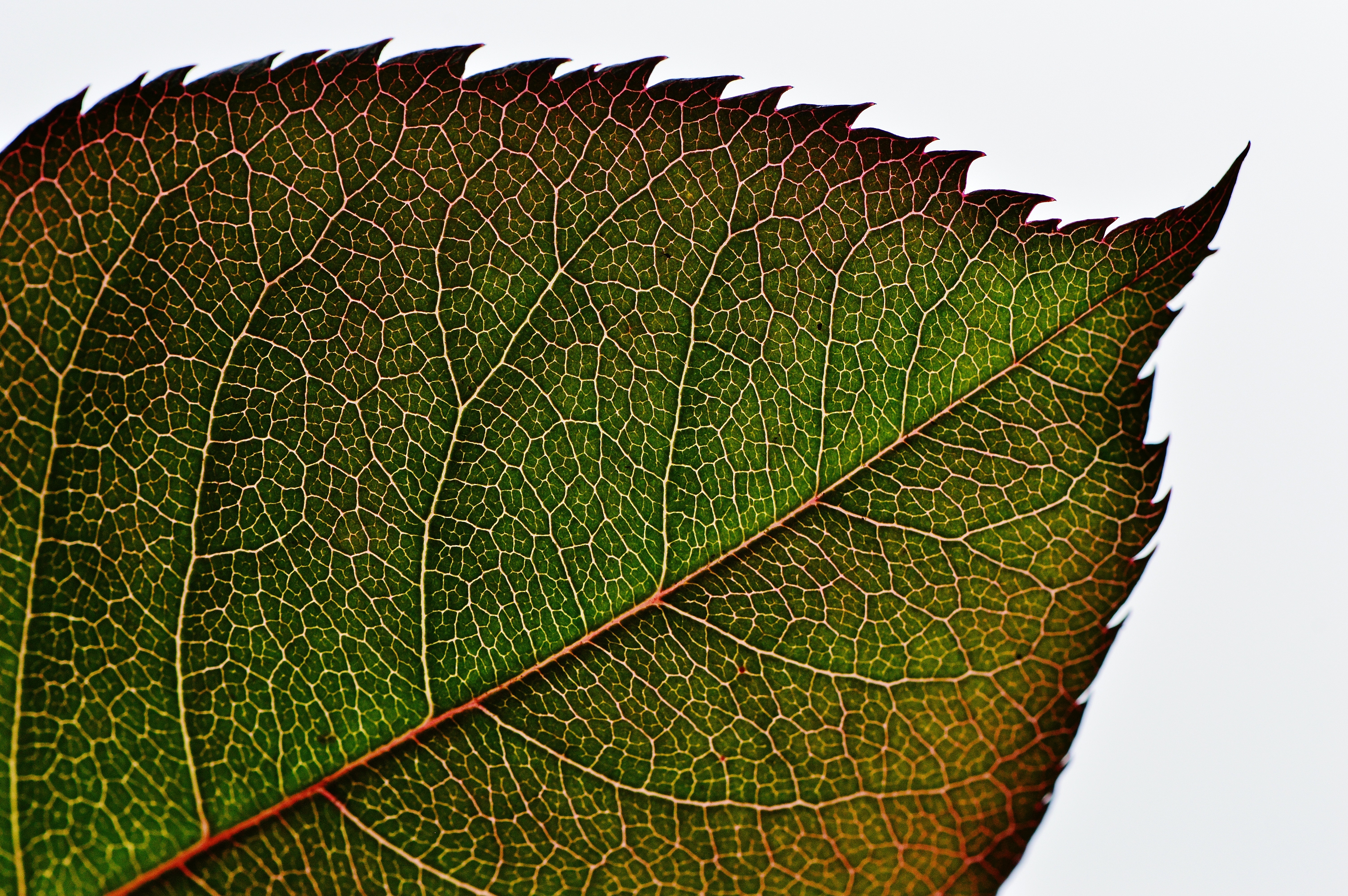 green and brown tree leaf