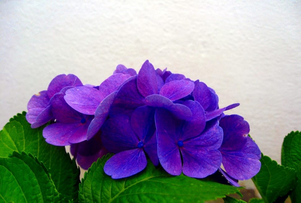 Hydrangea, Blossom, Flower, Bloom, Blue, purple, flower preview