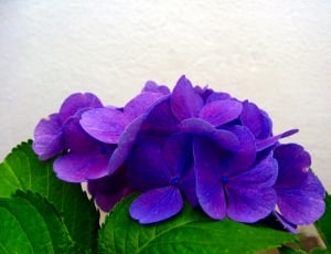 Hydrangea, Blossom, Flower, Bloom, Blue, purple, flower thumbnail