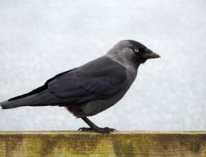 black and gray bird thumbnail