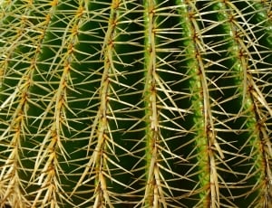 green cactus thumbnail