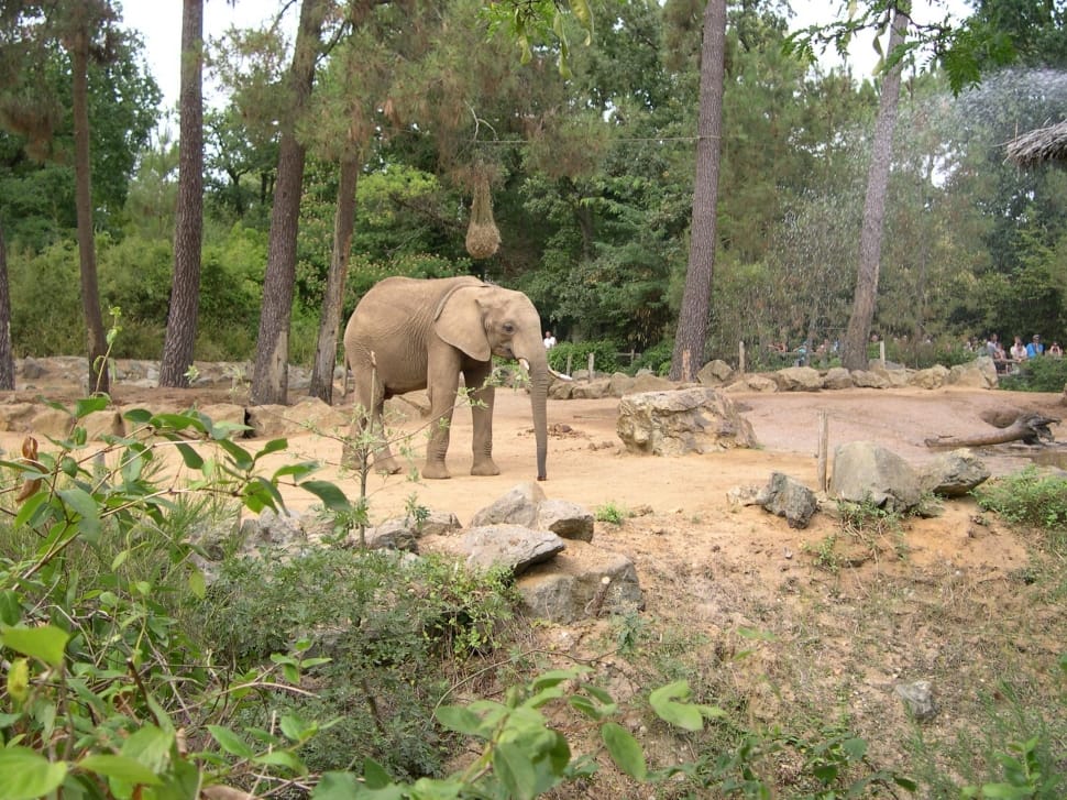 grey elephant preview