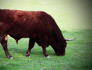 Horns, Beef, Cattle, Bull, Livestock, grass, animal themes thumbnail