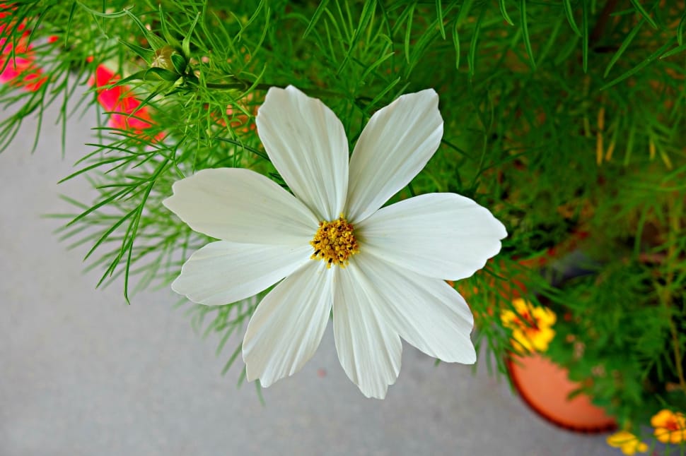 white cosmos flower preview