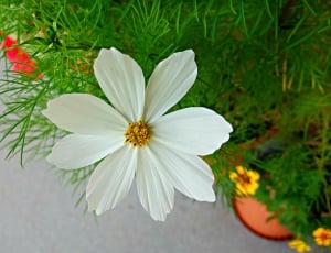 white cosmos flower thumbnail