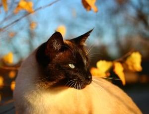 Siamese Cat, Cat, Autumn, domestic cat, one animal thumbnail