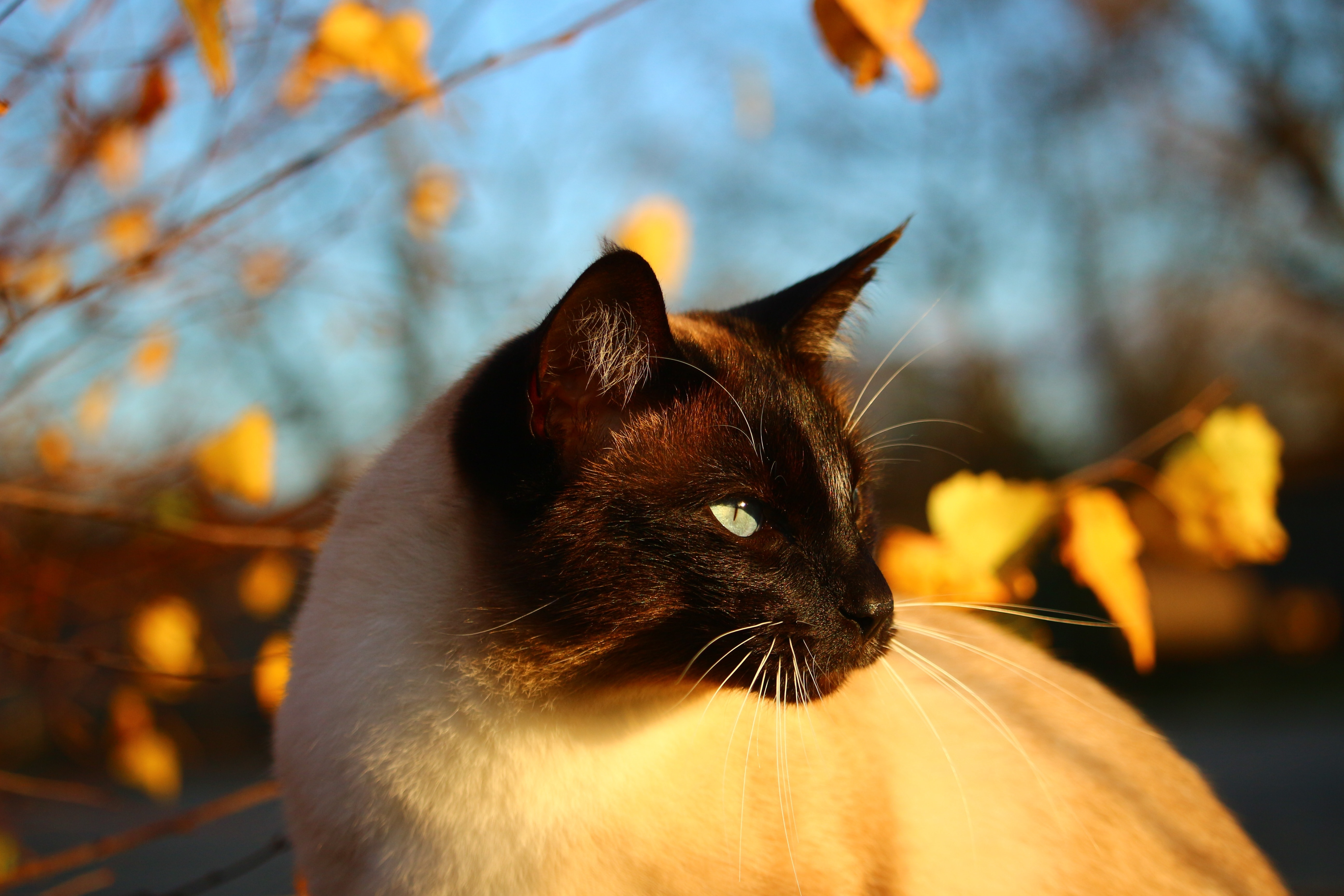 Siamese Cat, Cat, Autumn, domestic cat, one animal