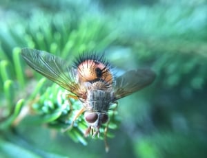 close up photo of a fly thumbnail