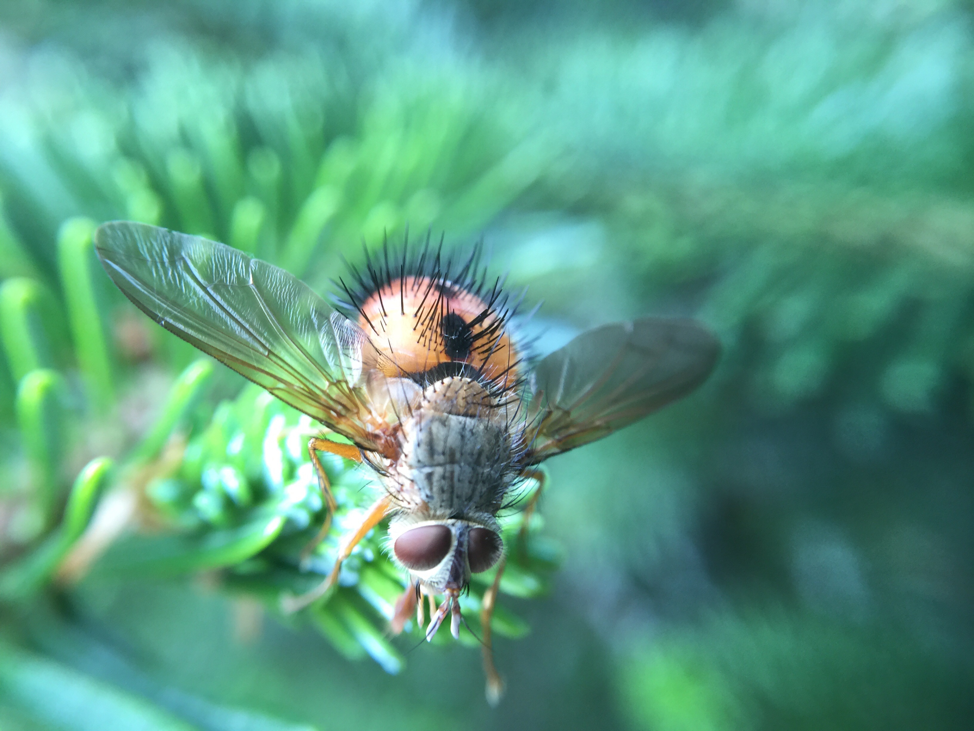 close up photo of a fly