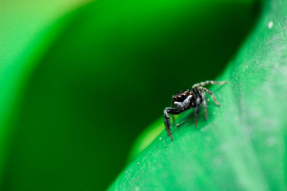 focus photography of black and grey spider on top of green long leaf plant preview