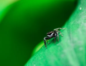 focus photography of black and grey spider on top of green long leaf plant thumbnail