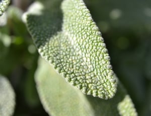 macro photography of green plant thumbnail