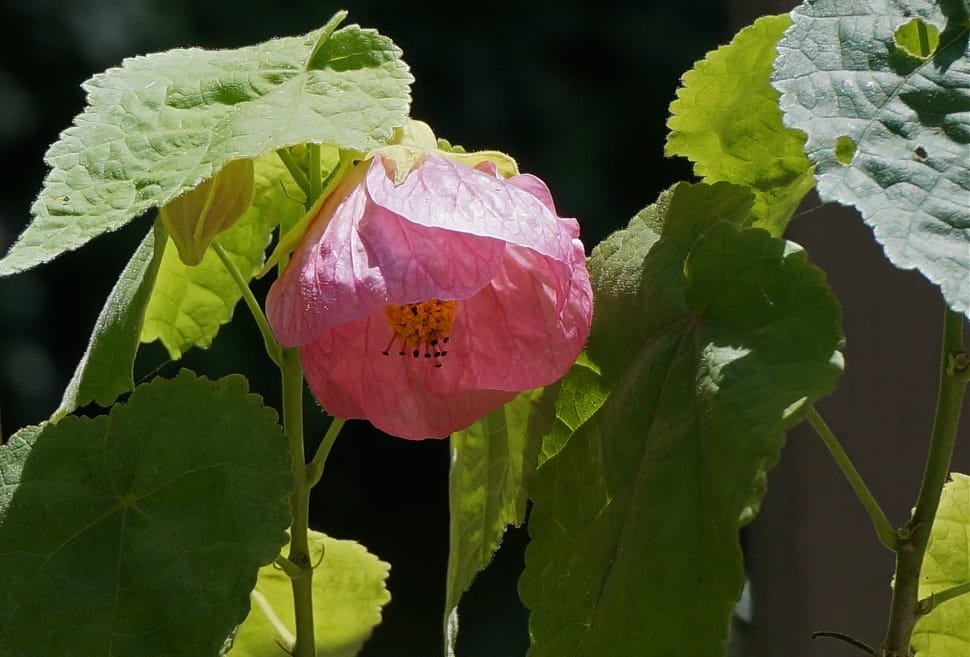 pink flowering maple preview