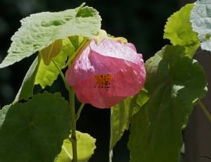 pink flowering maple thumbnail
