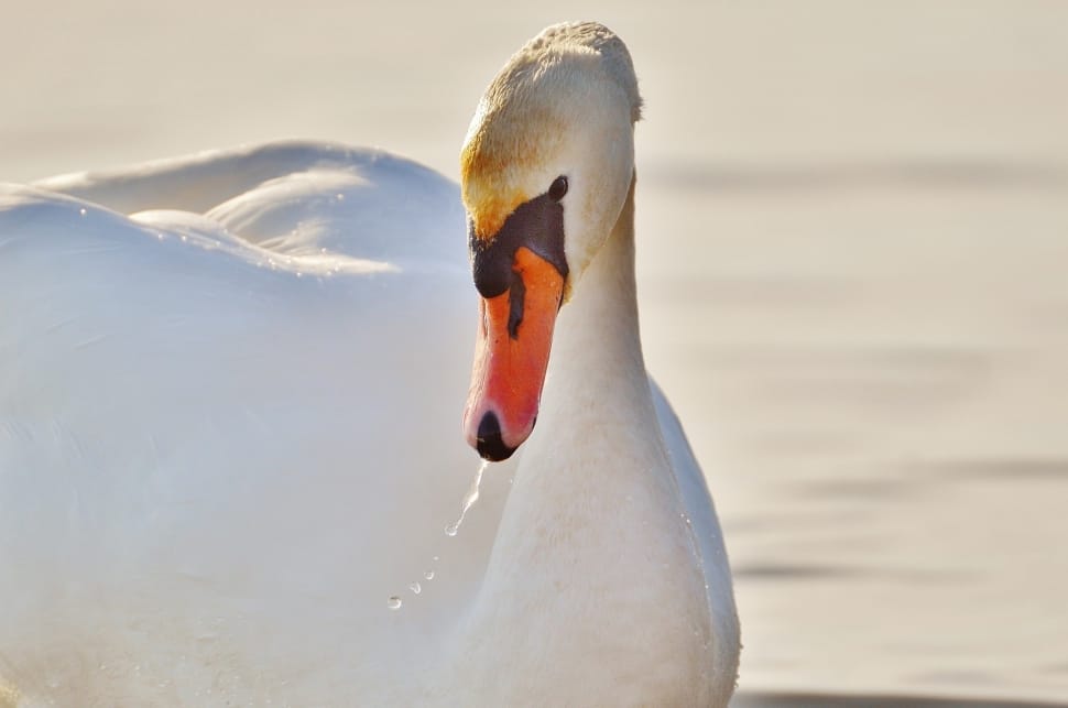 close up photo of swan preview