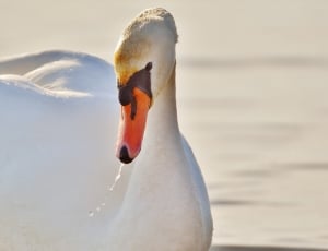 close up photo of swan thumbnail