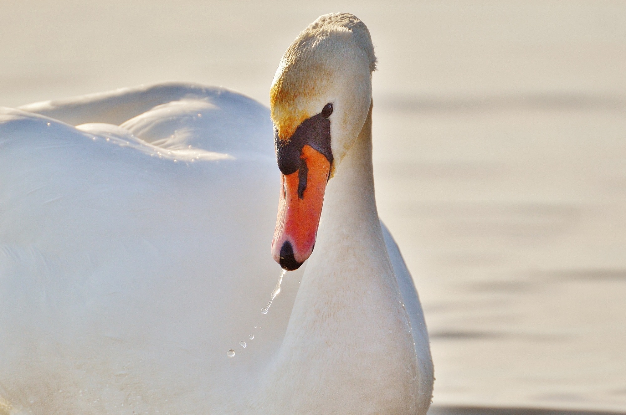 close up photo of swan