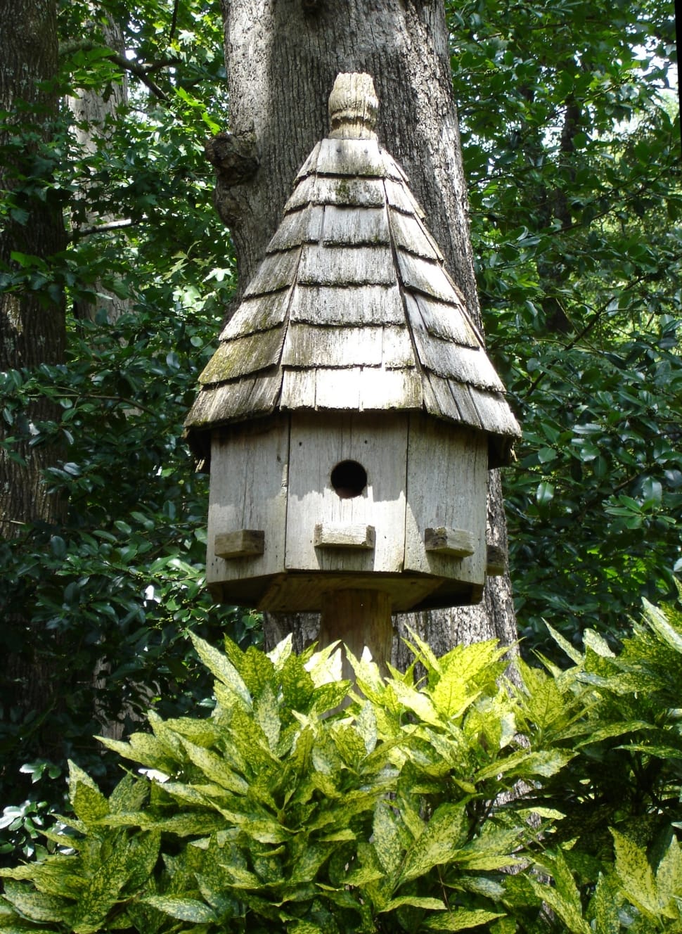 brown wooden birdhouse beside tree preview