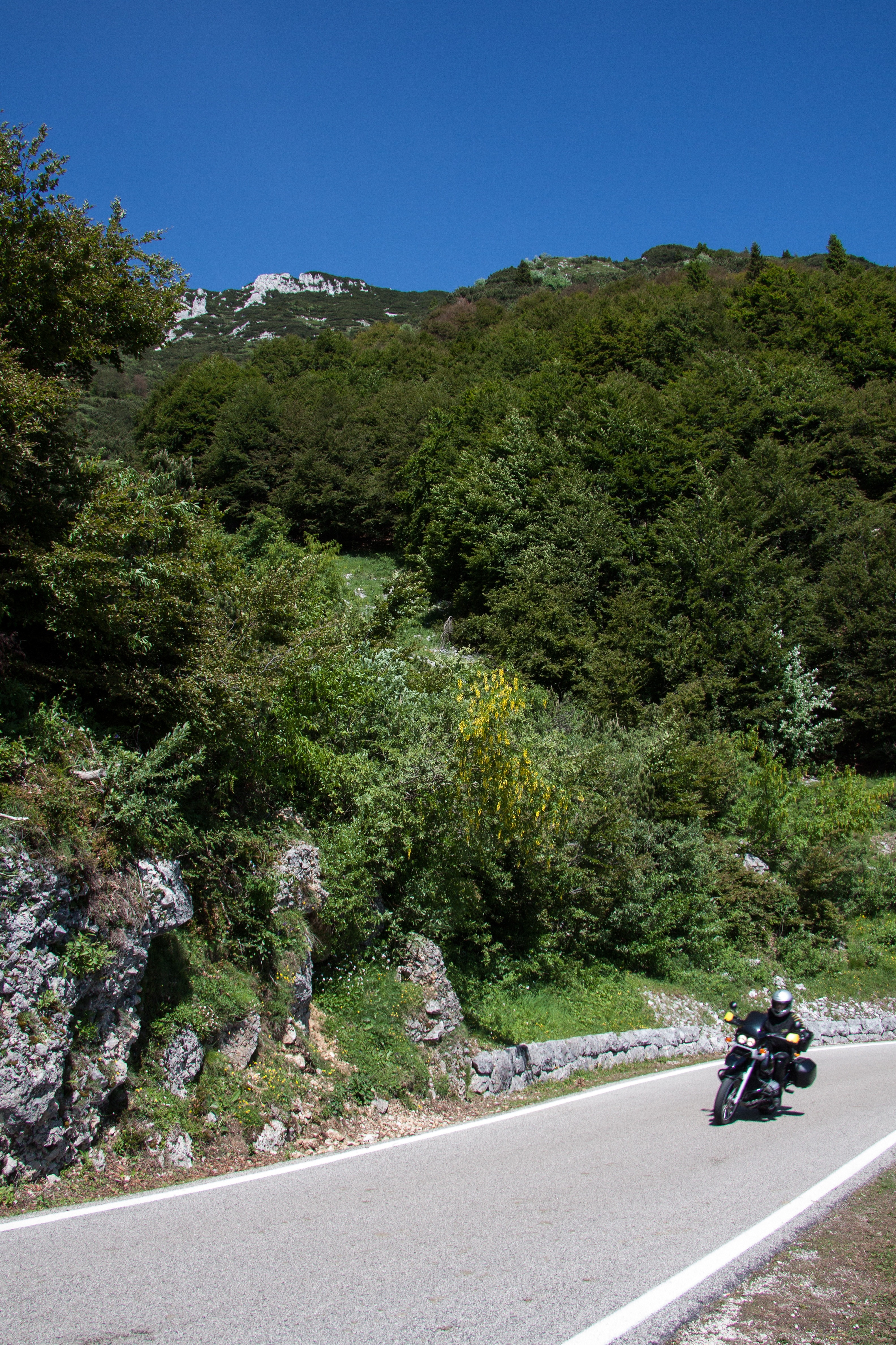 green leaf trees and black touring motrocycle