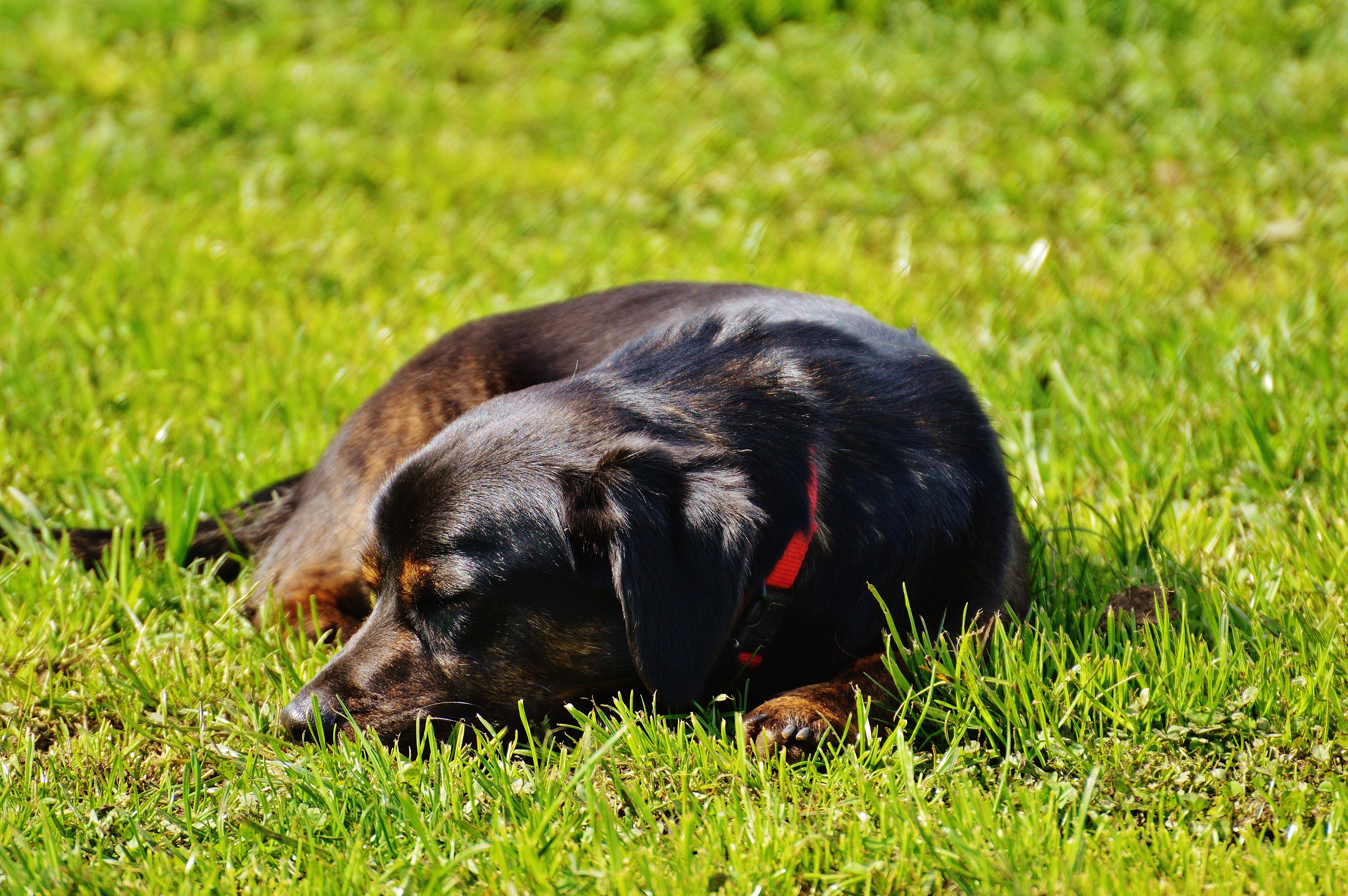 black and brown short coat dog