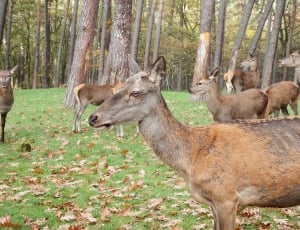 photo of pack of deers thumbnail