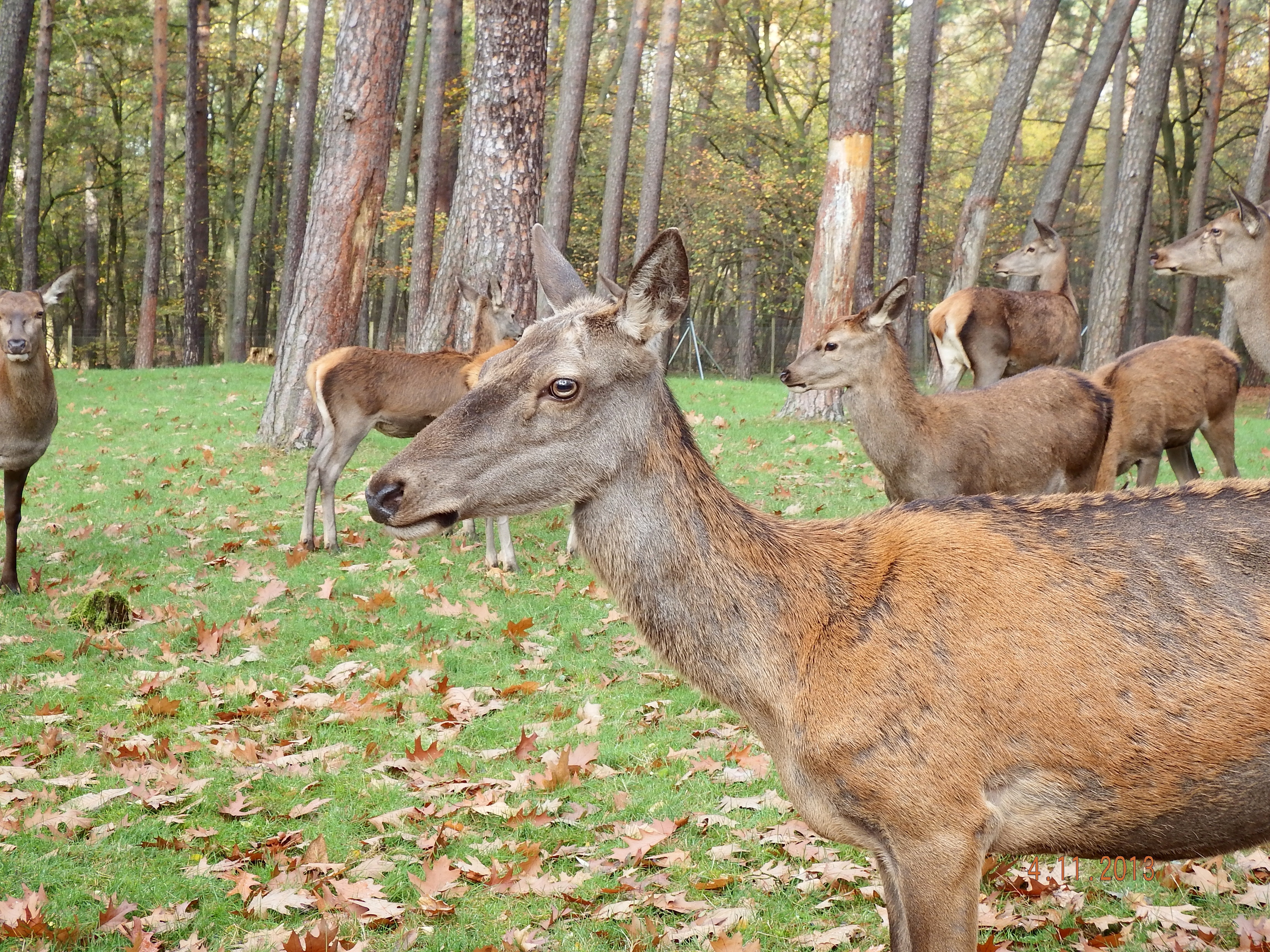 photo of pack of deers