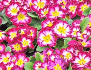 pink and white petaled flowers thumbnail