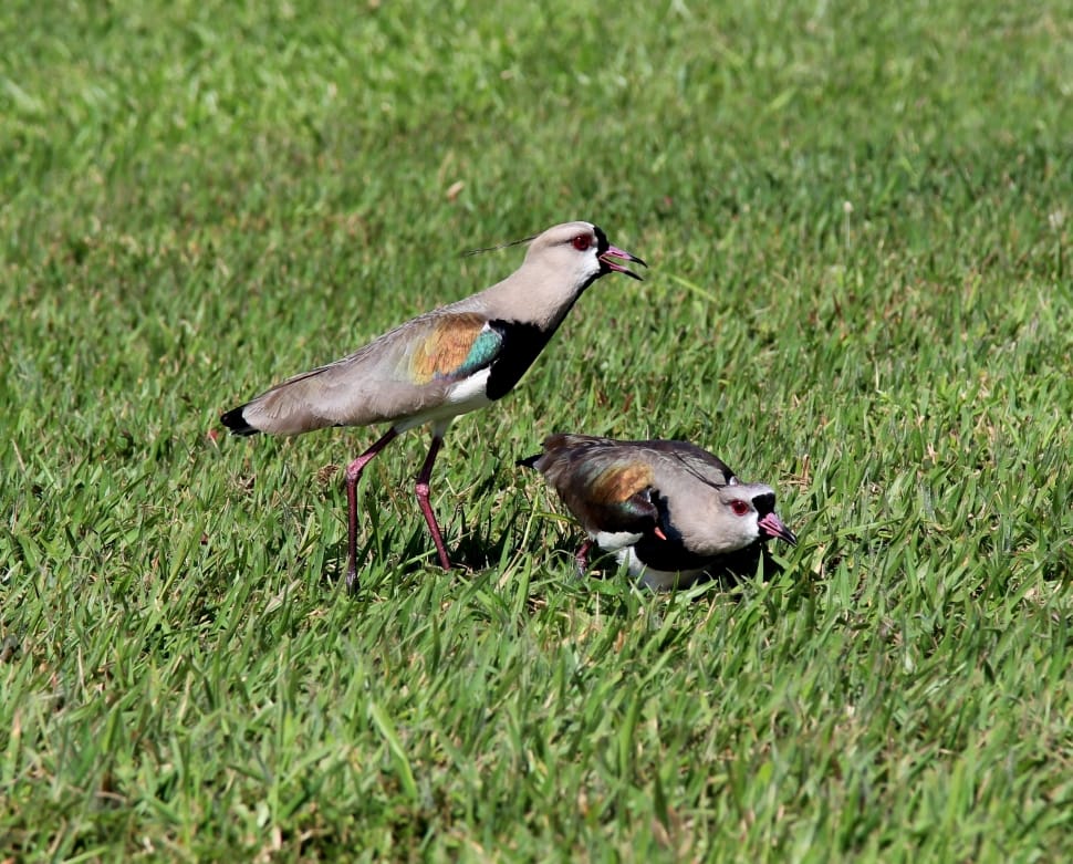 two gray and black bird on green grass preview