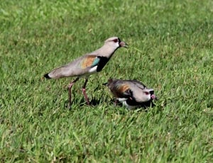 two gray and black bird on green grass thumbnail