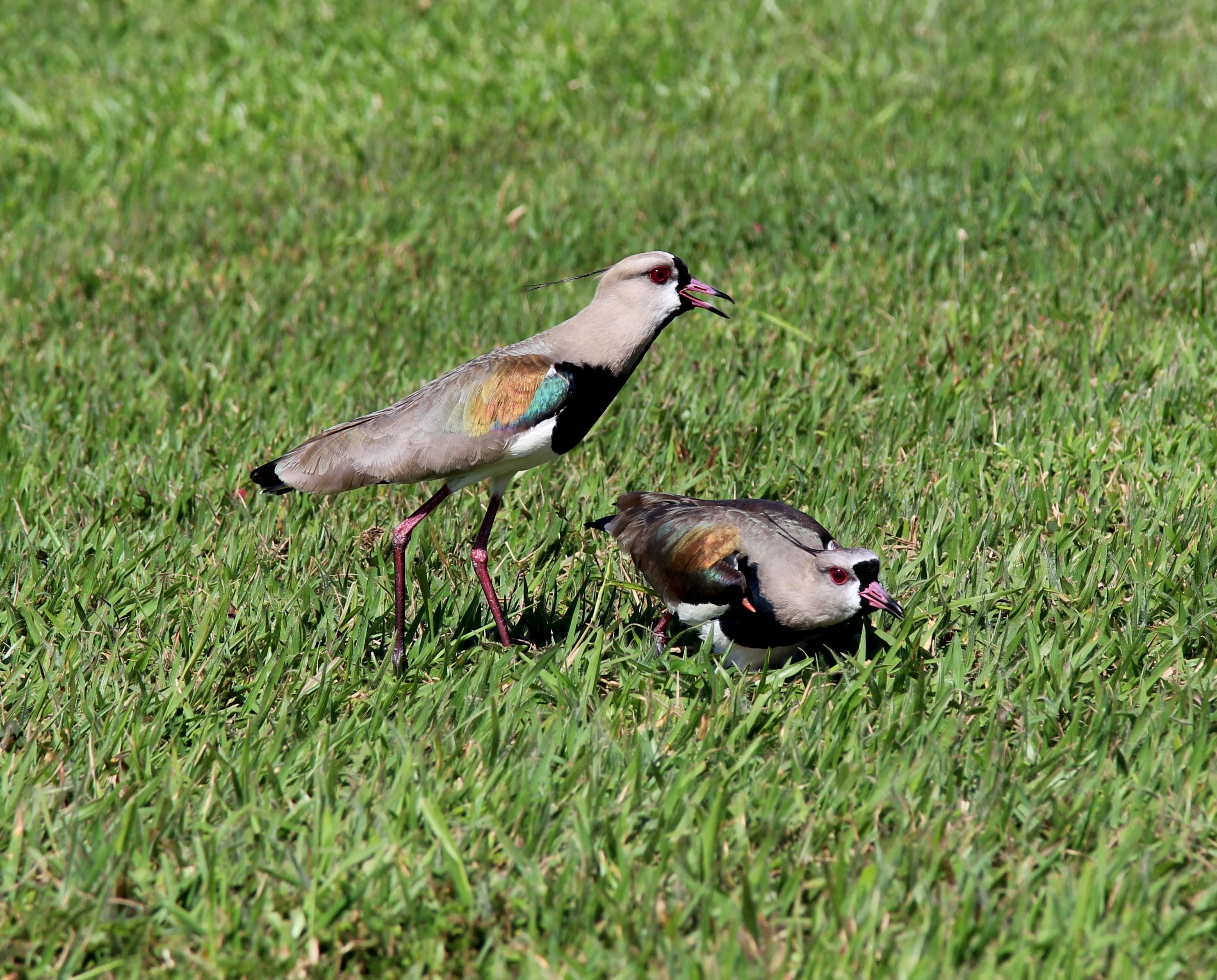 two gray and black bird on green grass