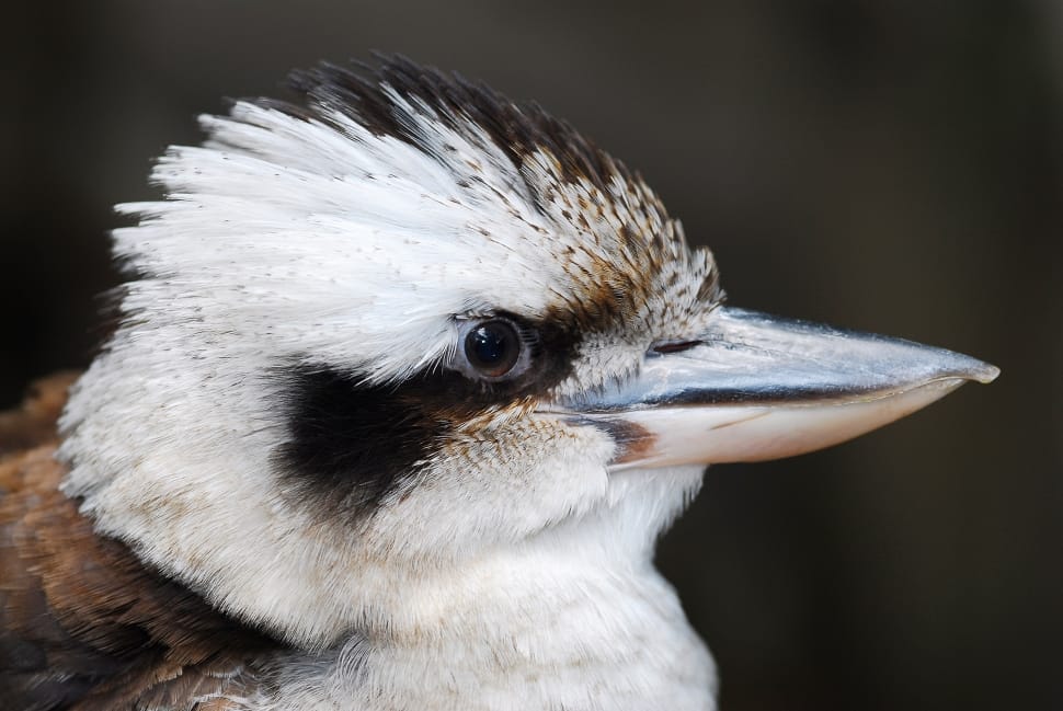 closeup photo of white and black short beak bird preview