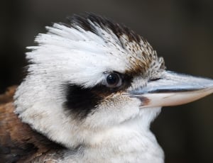 closeup photo of white and black short beak bird thumbnail