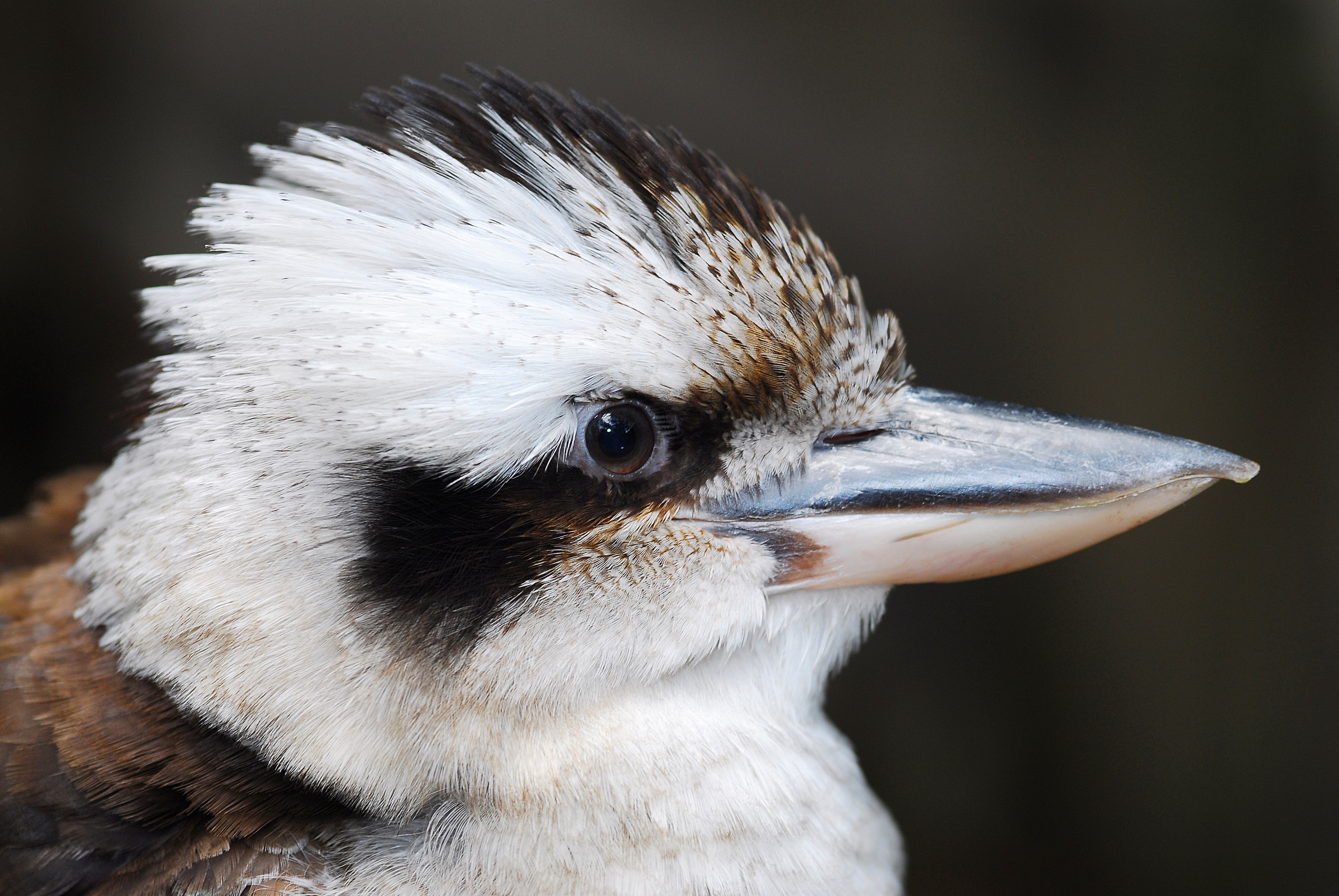 closeup photo of white and black short beak bird