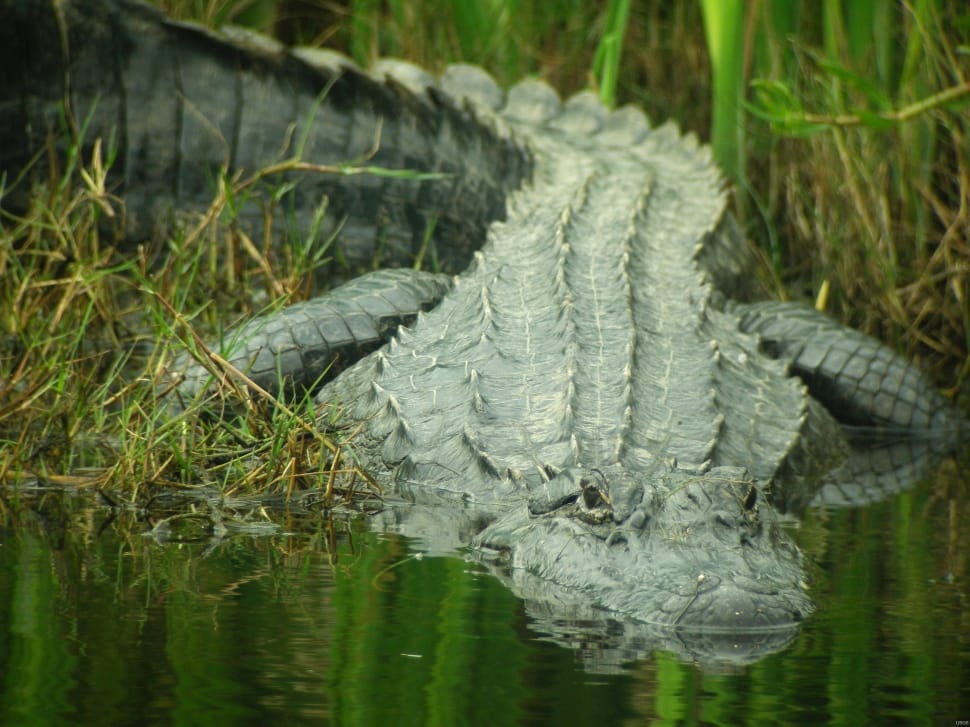 grey crocodile preview