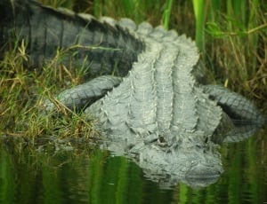grey crocodile thumbnail