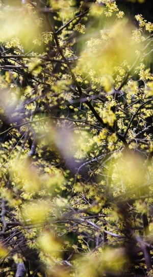 photo of yellow flower tree thumbnail