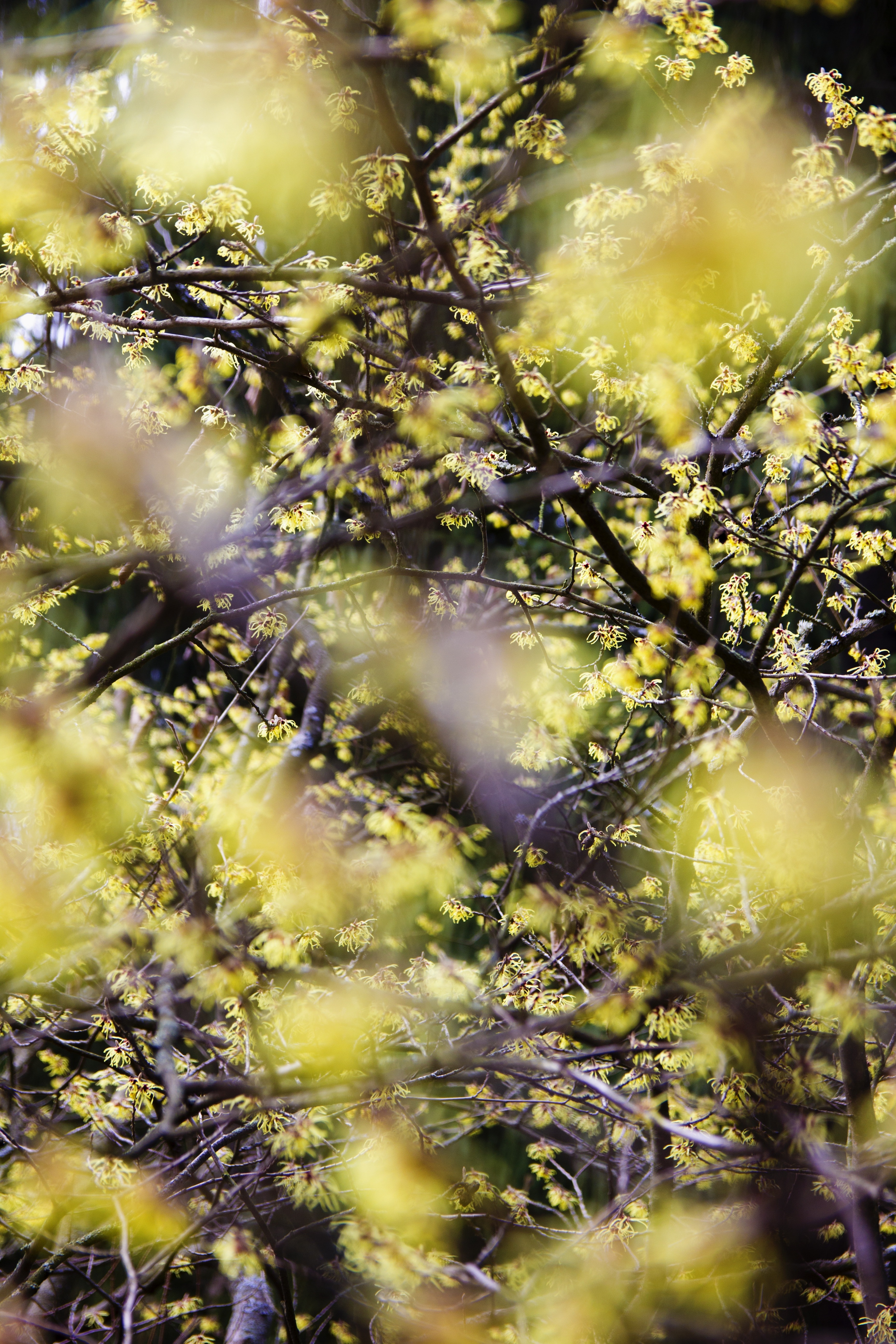 photo of yellow flower tree