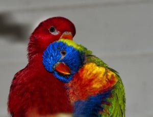 2 macaw thumbnail