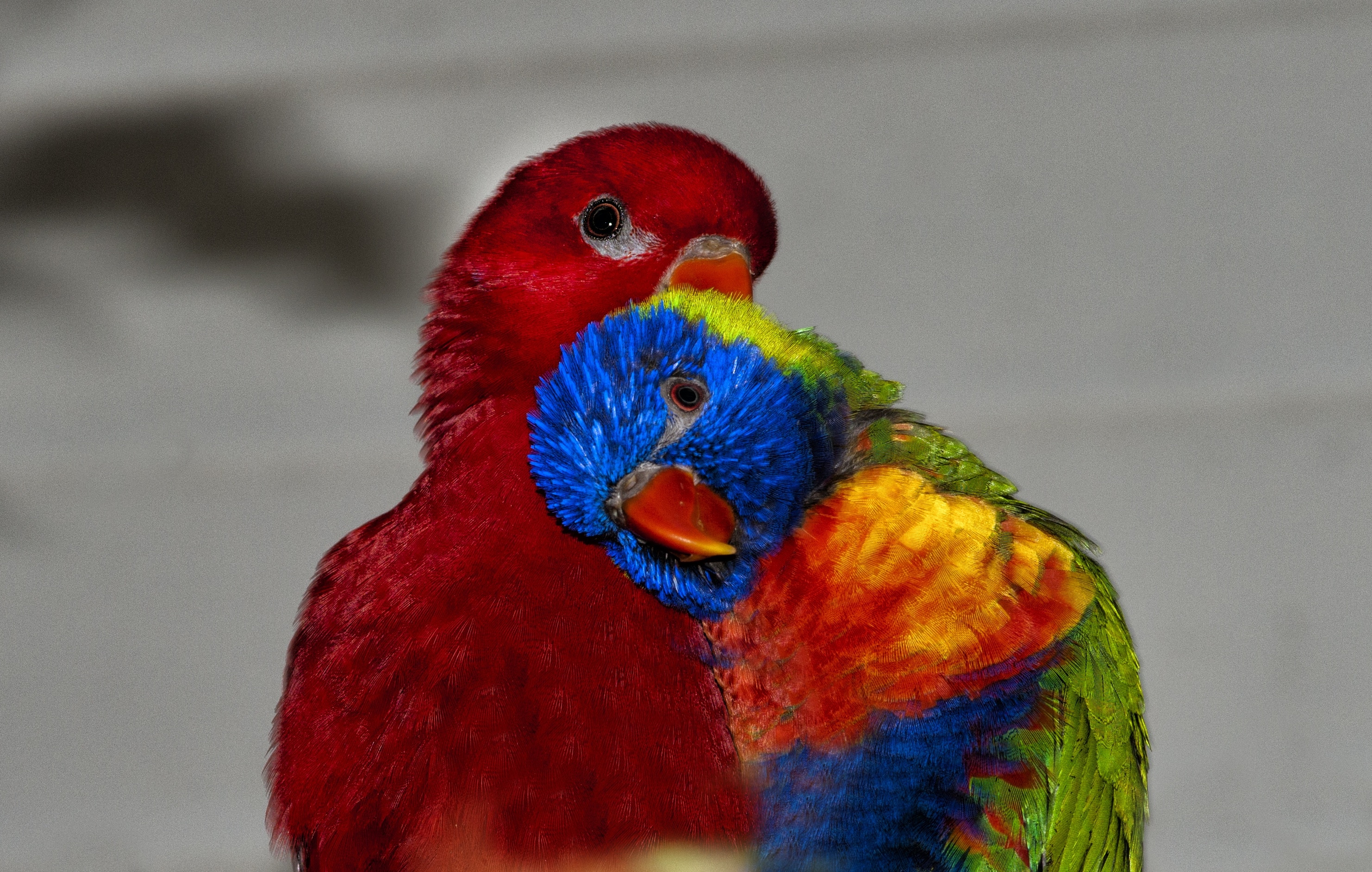 2 macaw